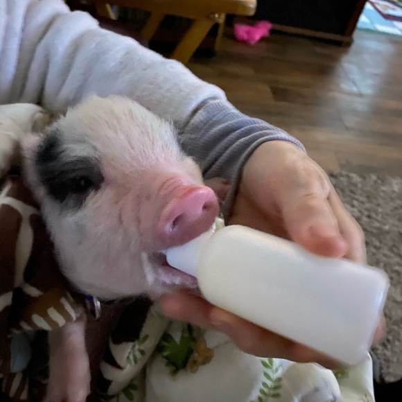 The newest addition to our familyπ·π - Picture 2 of 6